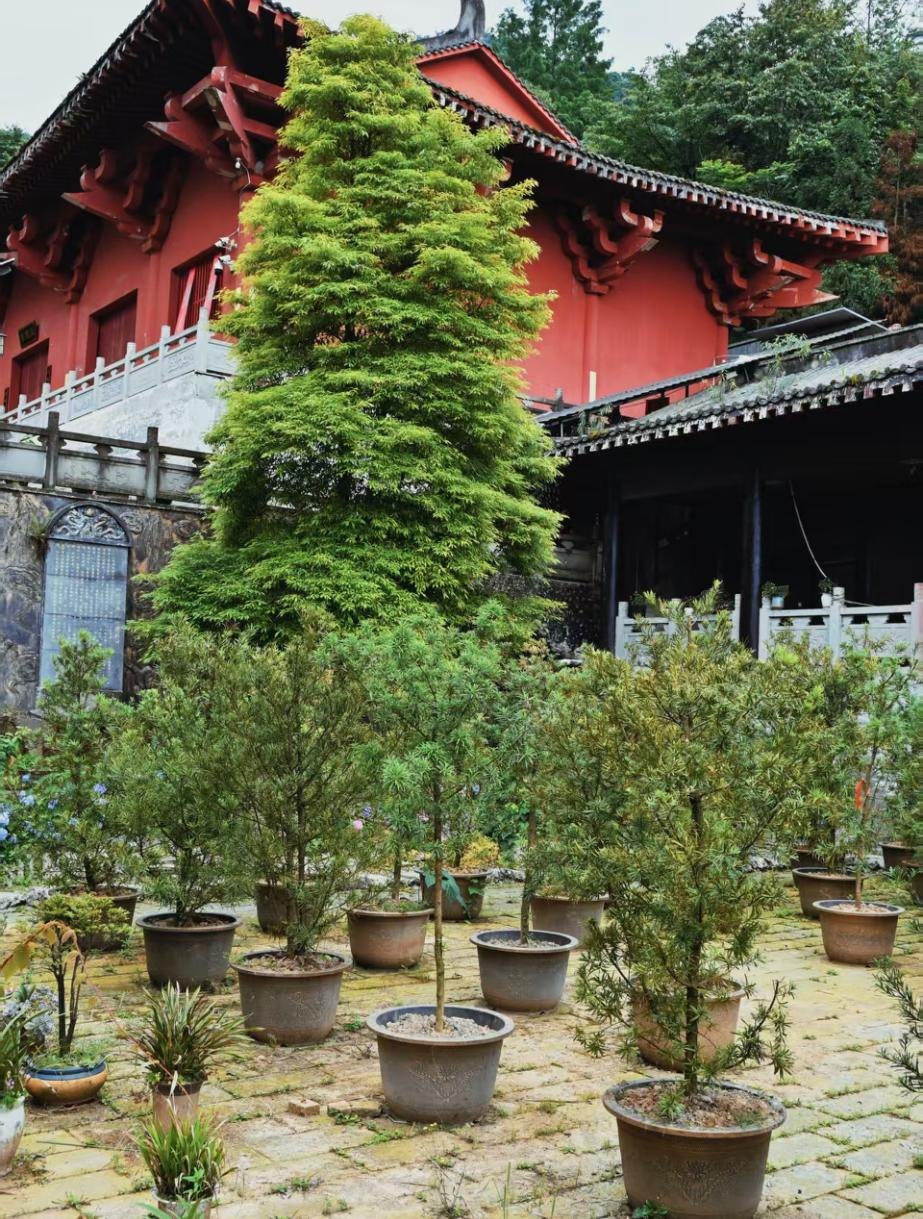 大邑开化寺罗汉松花盆安放区域